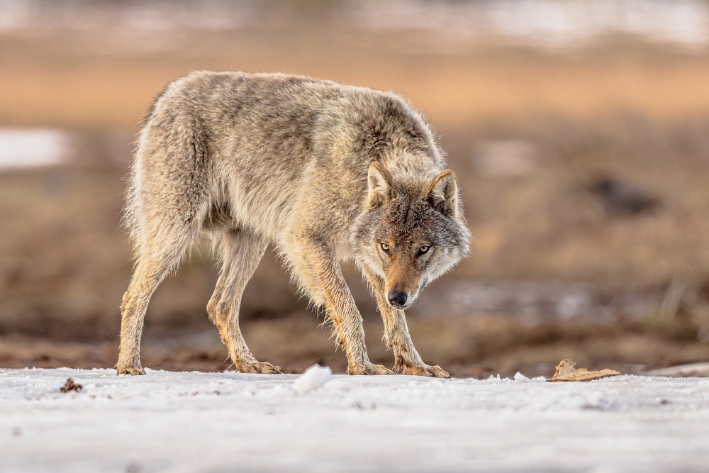 Entering the Wolf Stage - Part 1
